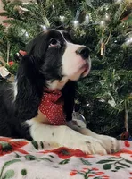 Billy HOLD, a male English Springer Spaniel for sale in Walhalla, SC – Photo 3 of 10