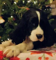 Billy HOLD, a male English Springer Spaniel for sale in Walhalla, SC – Photo 9 of 10