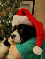 Billy HOLD, a male English Springer Spaniel for sale in Walhalla, SC – Photo 2 of 10