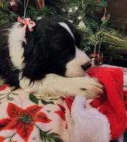 Billy HOLD, a male English Springer Spaniel for sale in Walhalla, SC – Photo 4 of 10