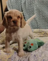 Jo, a female Clumber Spaniel and English Cocker Spaniel for sale in Walhalla, SC – 6 of 8