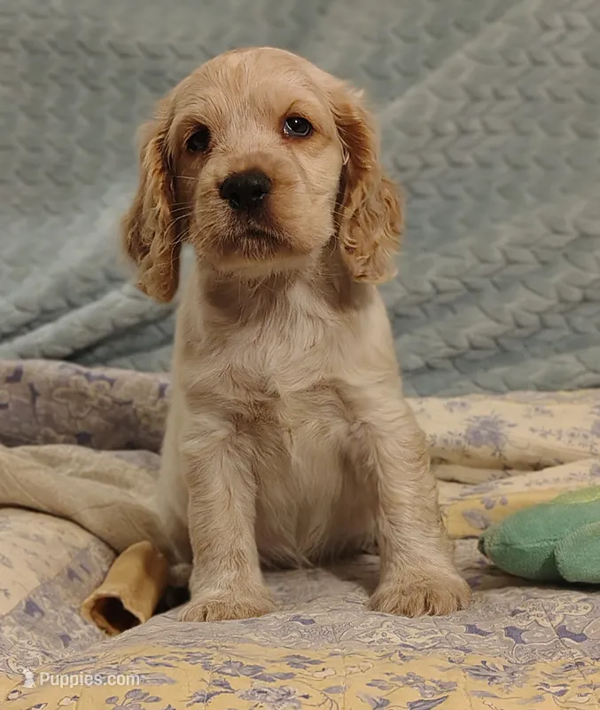 Ellen – Clumber Spaniel, English Cocker Spaniel puppy for sale in Walhalla, SC