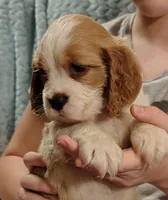 Andante, a male English Springer Spaniel for sale in Walhalla, SC – 7 of 8