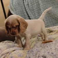 Jo, a female Clumber Spaniel and English Cocker Spaniel for sale in Walhalla, SC – 7 of 8