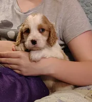 Bumble Bee, a male English Springer Spaniel for sale in Walhalla, SC – 5 of 8