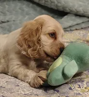 Ellen, a female Clumber Spaniel and English Cocker Spaniel for sale in Walhalla, SC – 7 of 8
