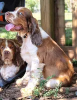 Sherlock, a male English Springer Spaniel for sale in Walhalla, SC – 3 of 6