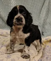 Ferdinand, a male English Springer Spaniel for sale in Walhalla, SC – 7 of 8
