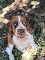Sherlock, a male English Springer Spaniel for sale in Walhalla, SC – 5 of 6