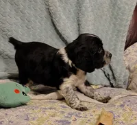 Ferdinand, a male English Springer Spaniel for sale in Walhalla, SC – 2 of 8