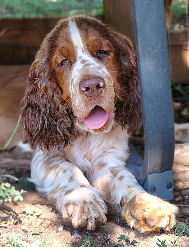 Watson – English Springer Spaniel puppy for sale in Walhalla, SC