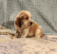 Mama Mia, a female English Springer Spaniel for sale in Walhalla, SC – 4 of 8