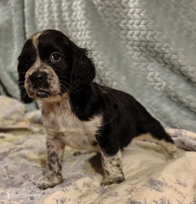 Ferdinand – English Springer Spaniel puppy for sale in Walhalla, SC