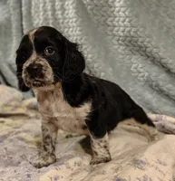 Ferdinand, a male English Springer Spaniel for sale in Walhalla, SC – 1 of 8