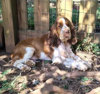 Watson, a male English Springer Spaniel for sale in Walhalla, SC – 2 of 10