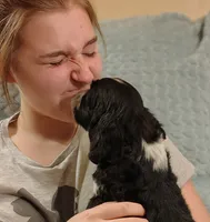 Ferdinand, a male English Springer Spaniel for sale in Walhalla, SC – 6 of 8