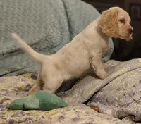 Ellen, a female Clumber Spaniel and English Cocker Spaniel for sale in Walhalla, SC – 2 of 8