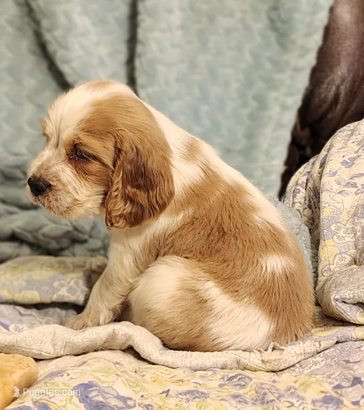 Mama Mia – English Springer Spaniel puppy for sale in Walhalla, SC