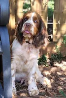 Sherlock, a male English Springer Spaniel for sale in Walhalla, SC – 6 of 6