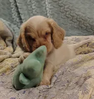 Jo, a female Clumber Spaniel and English Cocker Spaniel for sale in Walhalla, SC – 5 of 8