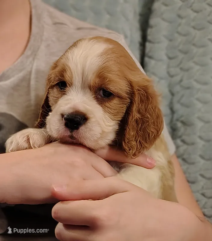 Andante – English Springer Spaniel puppy for sale in Walhalla, SC