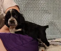 Ferdinand, a male English Springer Spaniel for sale in Walhalla, SC – 5 of 8