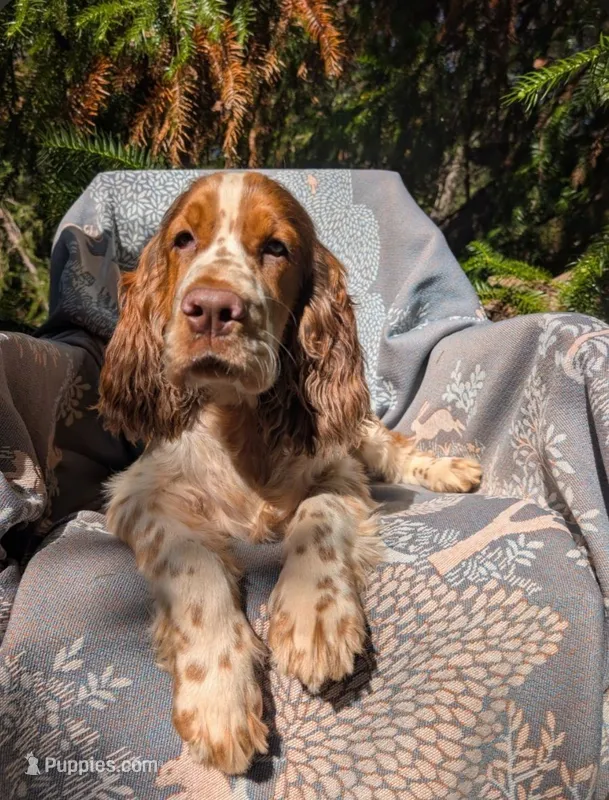 Watson – English Springer Spaniel puppy for sale in Walhalla, SC