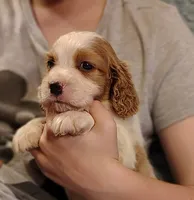 Bumble Bee, a male English Springer Spaniel for sale in Walhalla, SC – 8 of 8