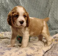 Andante, a male English Springer Spaniel for sale in Walhalla, SC – 3 of 8