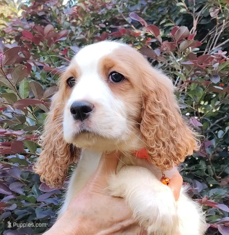 Bumble Bee – English Springer Spaniel puppy for sale in Walhalla, SC