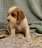 Bumble Bee, a male English Springer Spaniel for sale in Walhalla, SC – 7 of 8