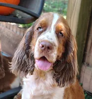 Sherlock, a male English Springer Spaniel for sale in Walhalla, SC – 2 of 6