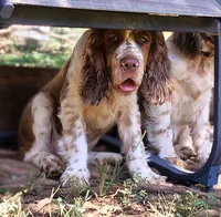 Watson, a male English Springer Spaniel for sale in Walhalla, SC – 8 of 10