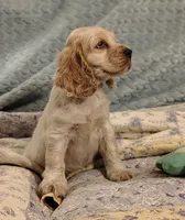 Ellen, a female Clumber Spaniel and English Cocker Spaniel for sale in Walhalla, SC – 8 of 8