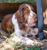 Watson, a male English Springer Spaniel for sale in Walhalla, SC – 6 of 10