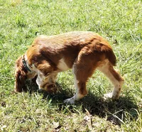 Watson, a male English Springer Spaniel for sale in Walhalla, SC – 10 of 10