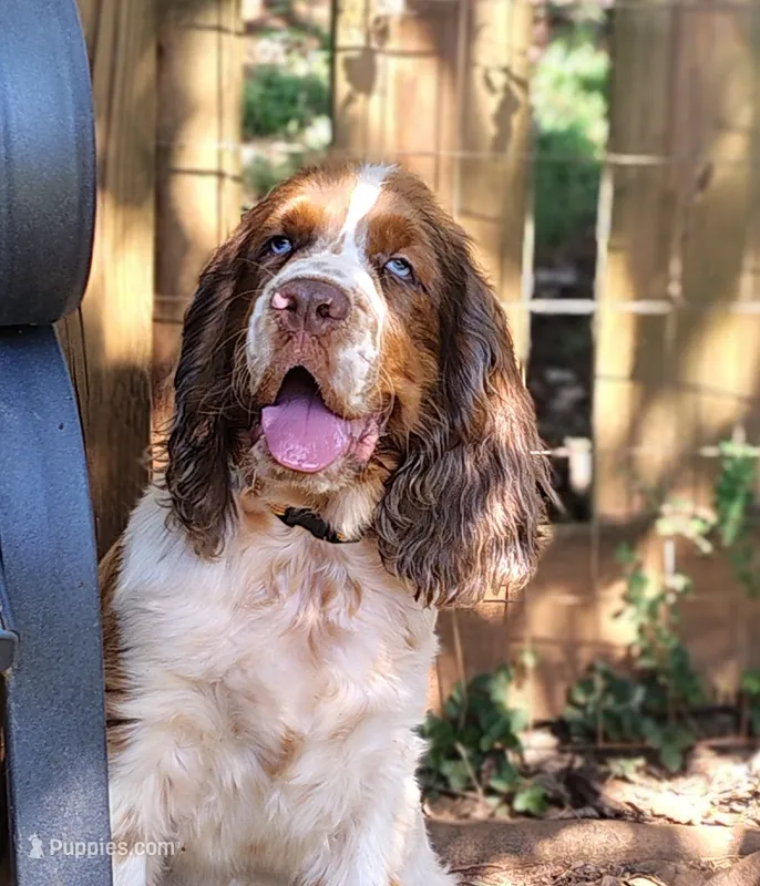 Sherlock – English Springer Spaniel puppy for sale in Walhalla, SC