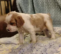 Bumble Bee, a male English Springer Spaniel for sale in Walhalla, SC – 6 of 8