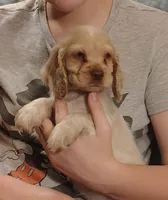 Jo, a female Clumber Spaniel and English Cocker Spaniel for sale in Walhalla, SC – 8 of 8