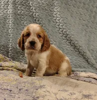 Mama Mia, a female English Springer Spaniel for sale in Walhalla, SC – 3 of 8