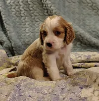 Bumble Bee, a male English Springer Spaniel for sale in Walhalla, SC – 3 of 8