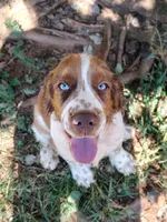 Sherlock, a male English Springer Spaniel for sale in Walhalla, SC – 4 of 6