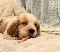 Mama Mia, a female English Springer Spaniel for sale in Walhalla, SC – 2 of 8