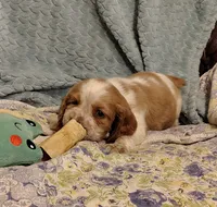 Mama Mia, a female English Springer Spaniel for sale in Walhalla, SC – 8 of 8