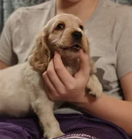 Ellen, a female Clumber Spaniel and English Cocker Spaniel for sale in Walhalla, SC – 3 of 8