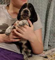 Ferdinand, a male English Springer Spaniel for sale in Walhalla, SC – 4 of 8