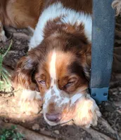 Watson, a male English Springer Spaniel for sale in Walhalla, SC – 5 of 10
