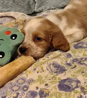 Mama Mia, a female English Springer Spaniel for sale in Walhalla, SC – 7 of 8