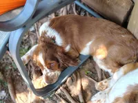 Watson, a male English Springer Spaniel for sale in Walhalla, SC – 4 of 10