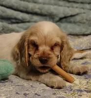 Jo, a female Clumber Spaniel and English Cocker Spaniel for sale in Walhalla, SC – 3 of 8